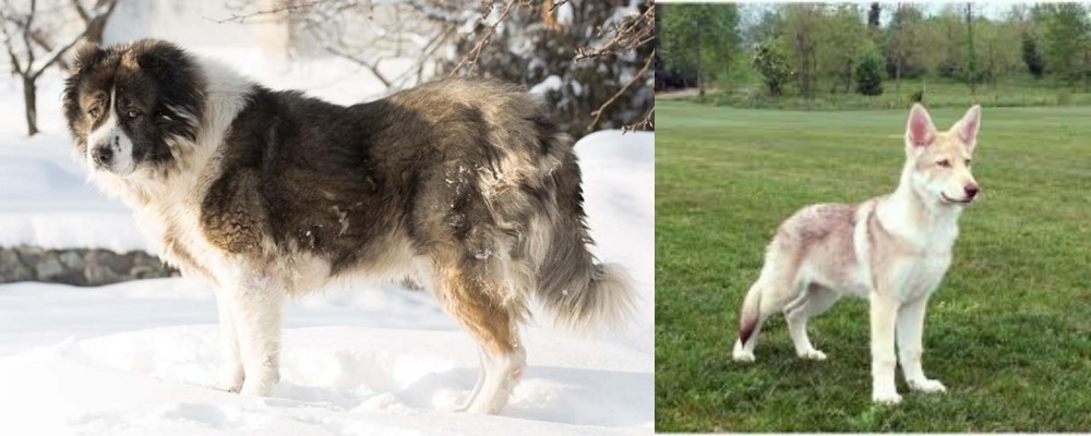 Saarlooswolfhond vs Caucasian Shepherd - Breed Comparison