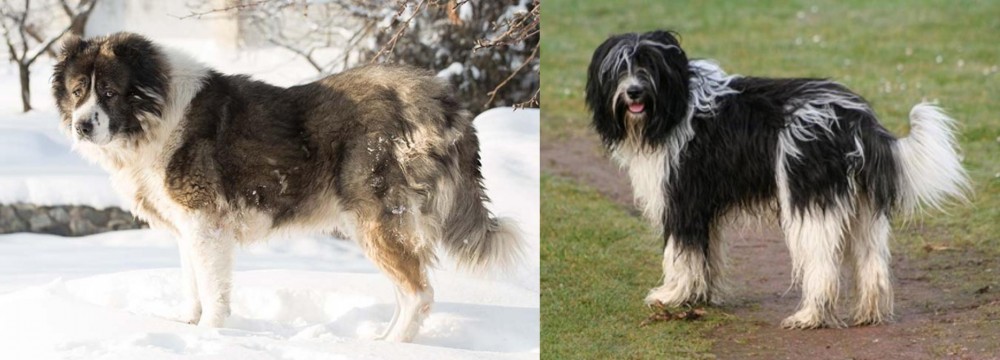 Schapendoes vs Caucasian Shepherd - Breed Comparison