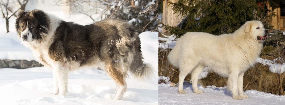 Slovak Cuvac vs Caucasian Shepherd - Breed Comparison