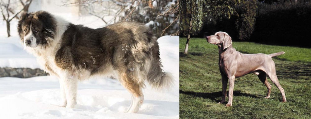 Smooth Haired Weimaraner vs Caucasian Shepherd - Breed Comparison