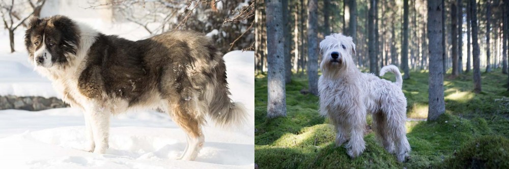 Soft-Coated Wheaten Terrier vs Caucasian Shepherd - Breed Comparison