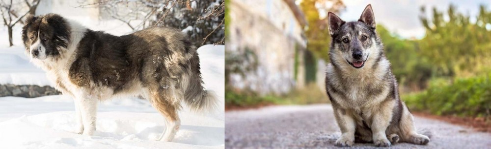 Swedish Vallhund vs Caucasian Shepherd - Breed Comparison