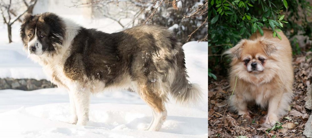 Tibetan Spaniel vs Caucasian Shepherd - Breed Comparison