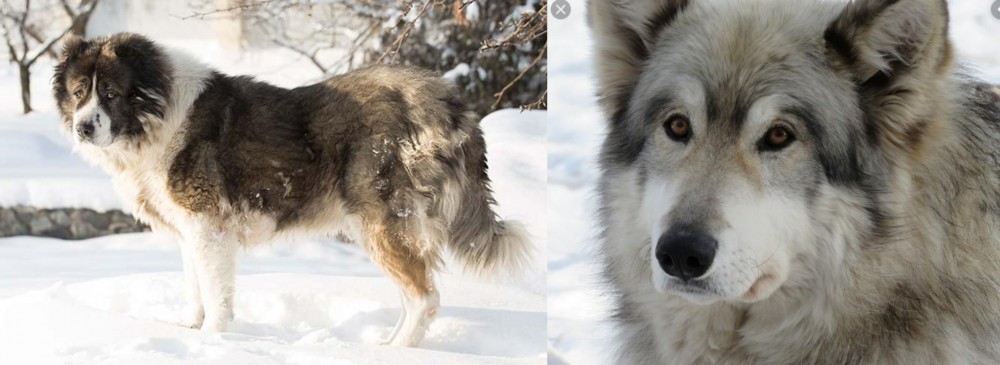 Wolfdog vs Caucasian Shepherd - Breed Comparison