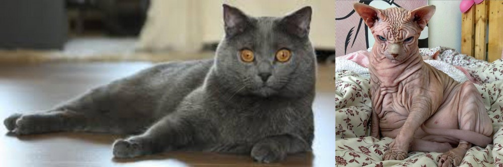 Sphynx vs Chartreux - Breed Comparison
