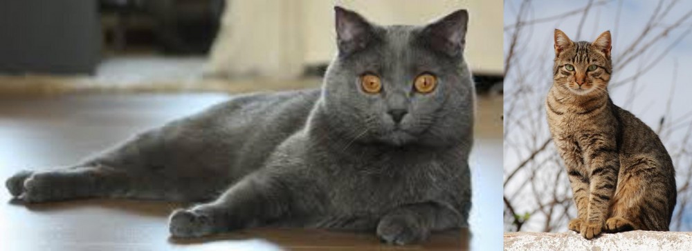 Tabby vs Chartreux - Breed Comparison