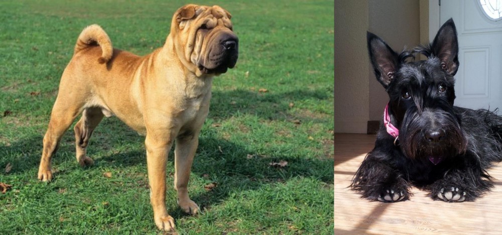 Scottish Terrier vs Chinese Shar Pei - Breed Comparison