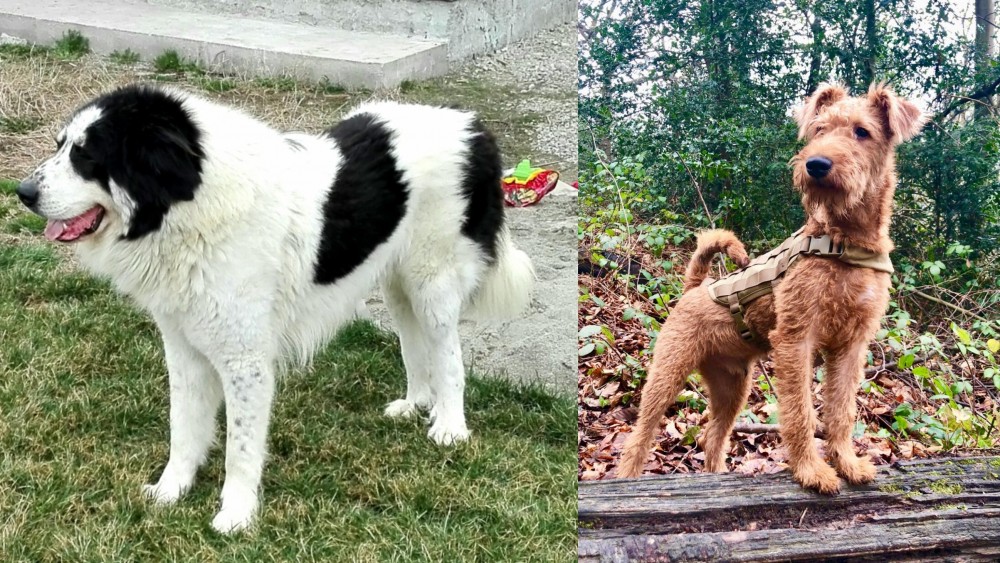 Irish Terrier vs Ciobanesc de Bucovina - Breed Comparison