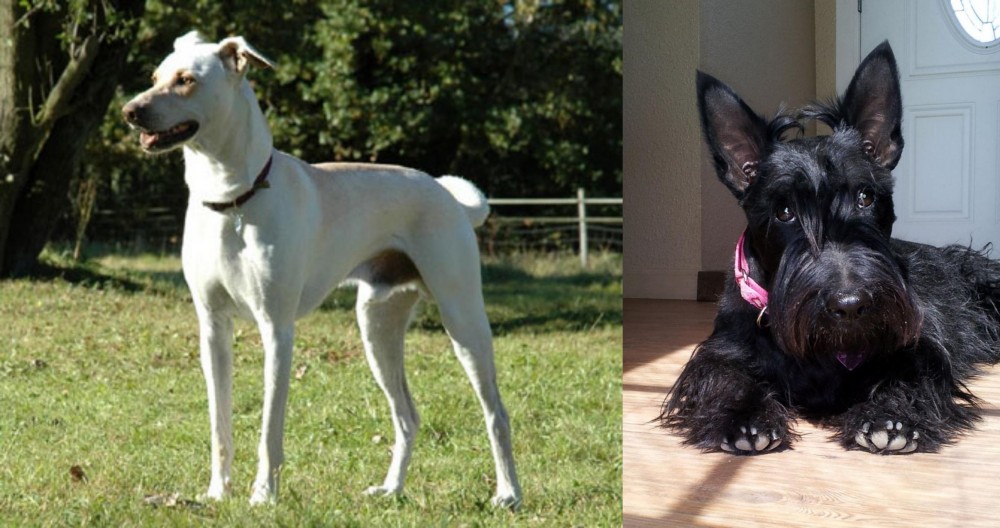 Scottish Terrier vs Cretan Hound - Breed Comparison