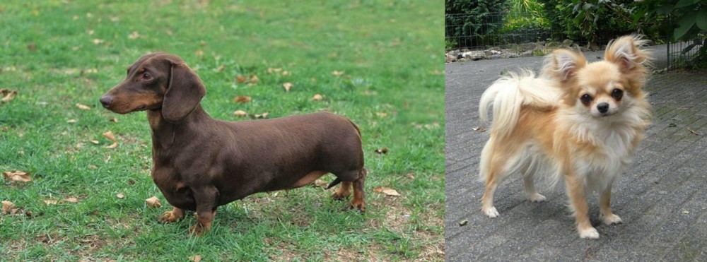 Long Haired Chihuahua vs Dachshund Breed Comparison