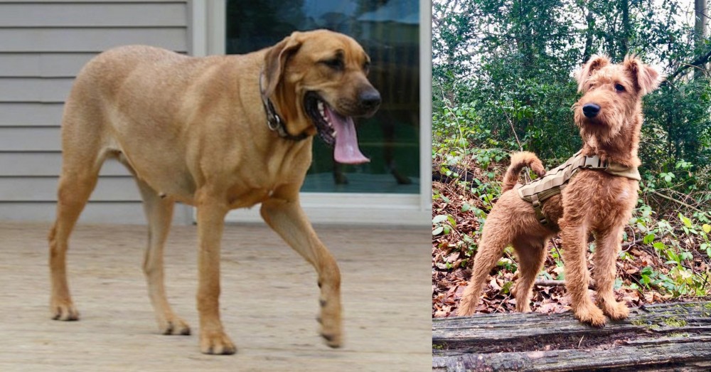 Irish Terrier vs Danish Broholmer - Breed Comparison