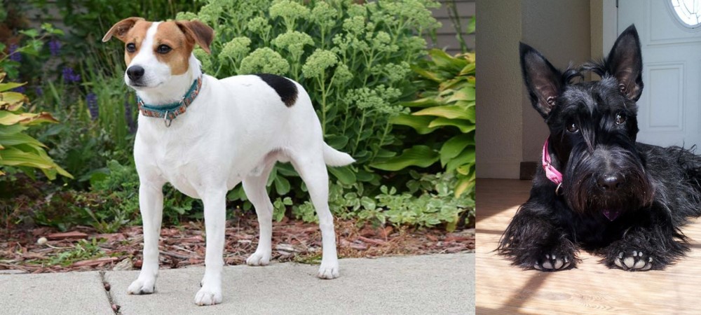 Scottish Terrier vs Danish Swedish Farmdog - Breed Comparison