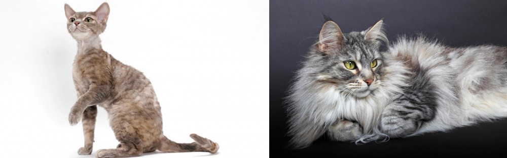 Domestic Longhaired Cat vs Devon Rex - Breed Comparison
