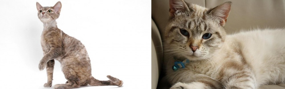 Siamese/Tabby vs Devon Rex - Breed Comparison