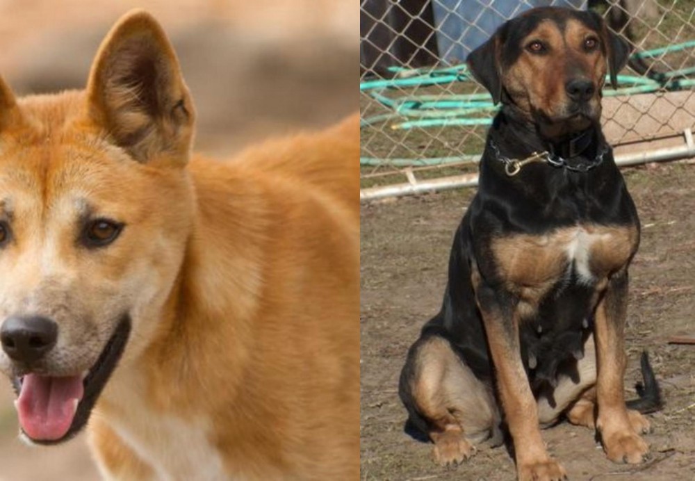 New Zealand Huntaway vs Dingo - Breed Comparison