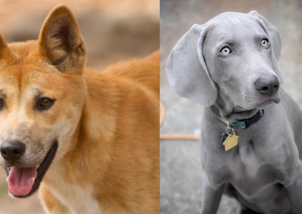 Weimaraner vs Dingo - Breed Comparison