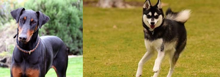 Alaskan Klee Kai vs Doberman Pinscher - Breed Comparison