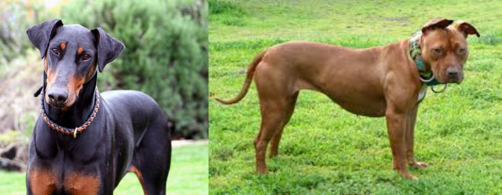 American Pit Bull Terrier vs Doberman Pinscher - Breed Comparison