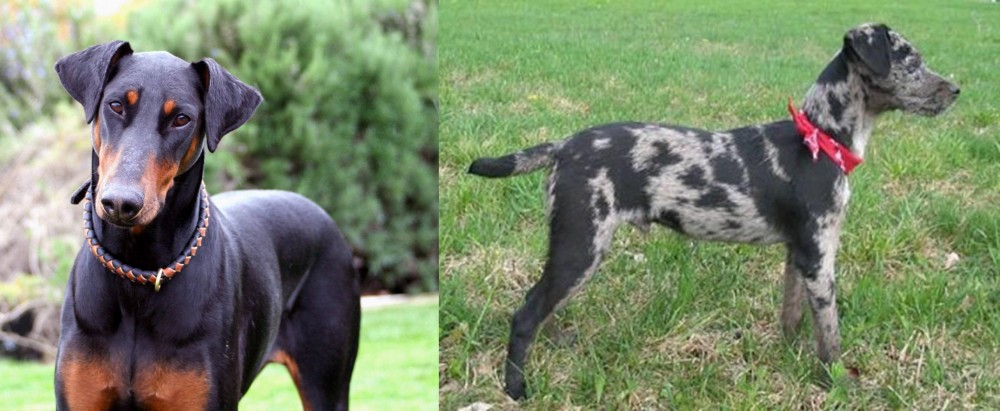 Atlas Terrier vs Doberman Pinscher - Breed Comparison
