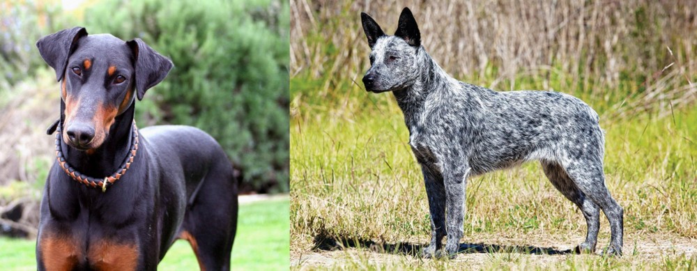 Australian Stumpy Tail Cattle Dog vs Doberman Pinscher - Breed Comparison