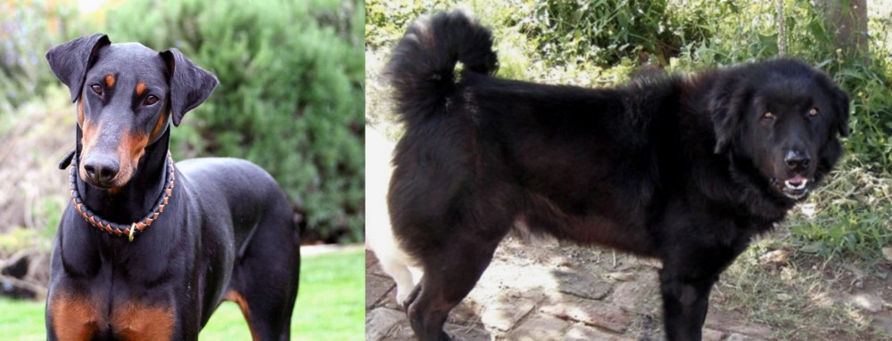 Bakharwal Dog vs Doberman Pinscher - Breed Comparison