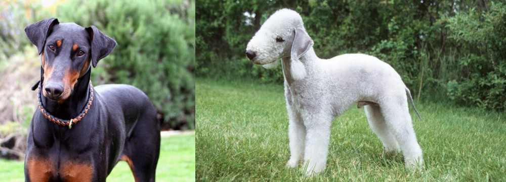 Bedlington Terrier vs Doberman Pinscher - Breed Comparison
