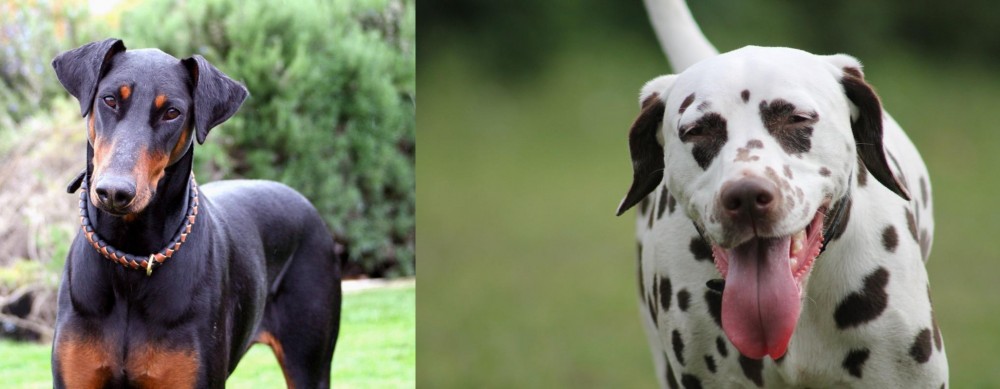 Dalmatian vs Doberman Pinscher - Breed Comparison