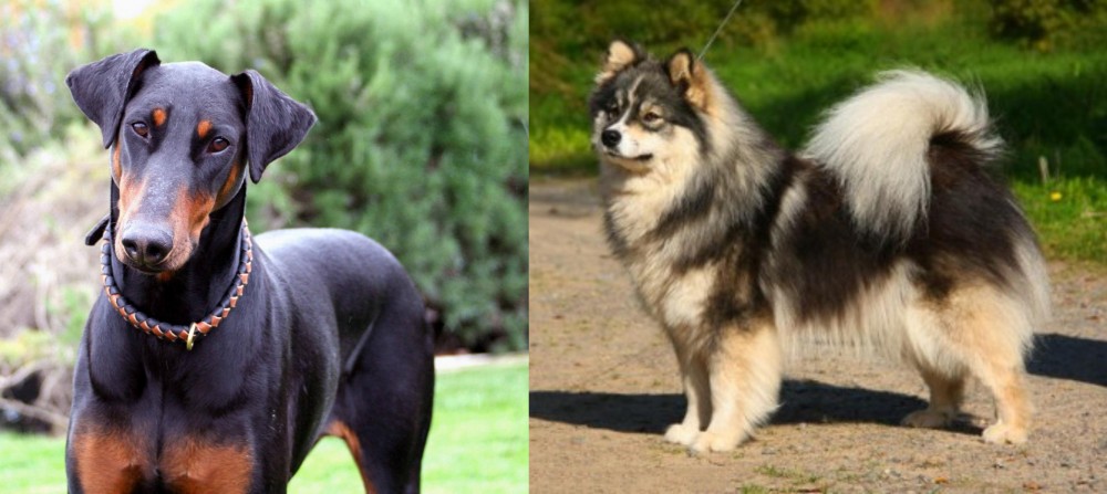 Finnish Lapphund vs Doberman Pinscher - Breed Comparison