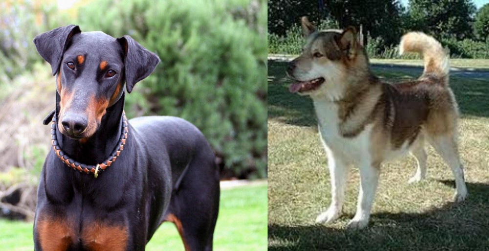 Greenland Dog vs Doberman Pinscher - Breed Comparison