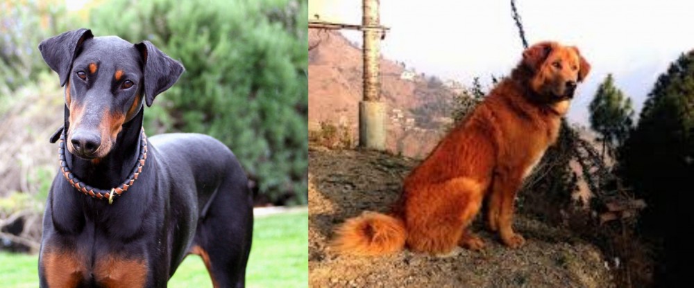 Himalayan Sheepdog vs Doberman Pinscher - Breed Comparison