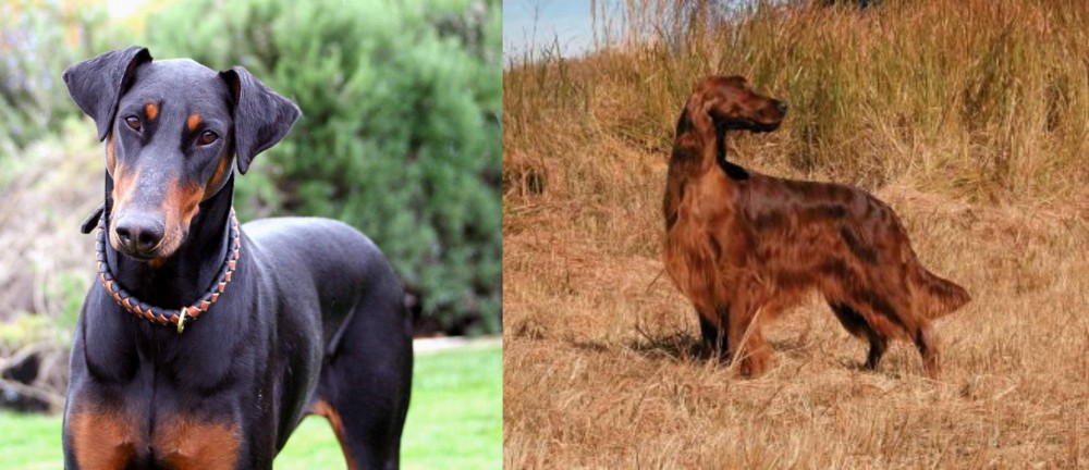 Irish Setter vs Doberman Pinscher - Breed Comparison