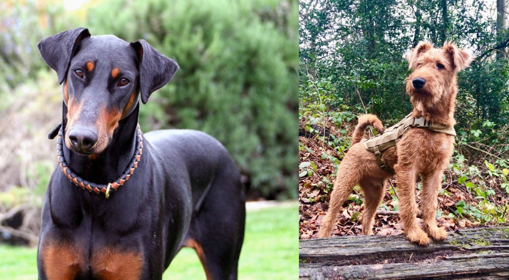 Irish Terrier vs Doberman Pinscher - Breed Comparison