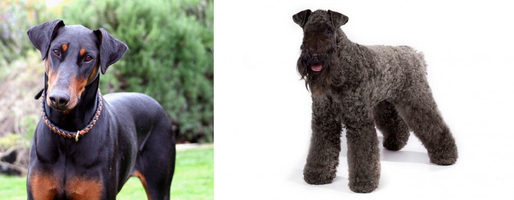 Kerry Blue Terrier vs Doberman Pinscher - Breed Comparison