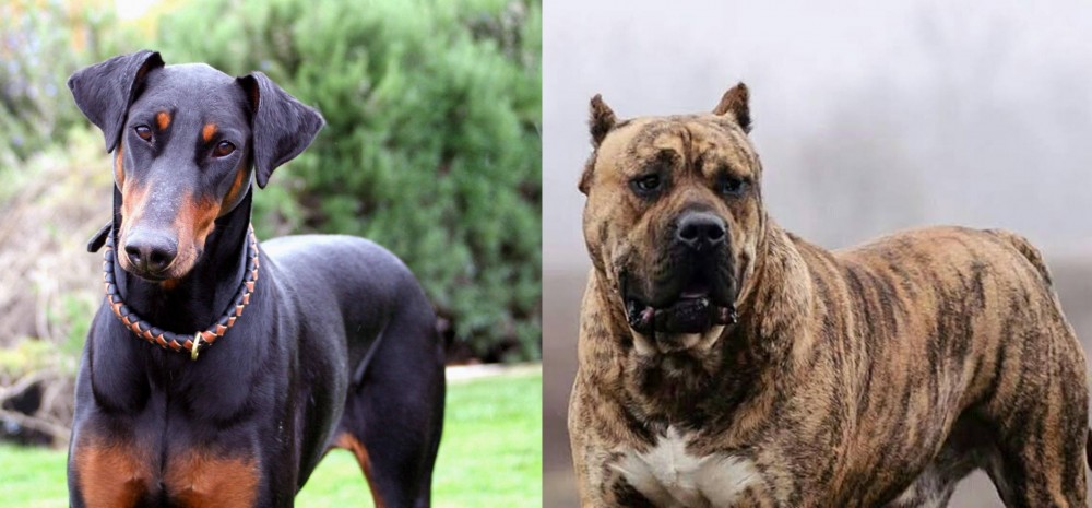 Perro de Presa Canario vs Doberman Pinscher - Breed Comparison