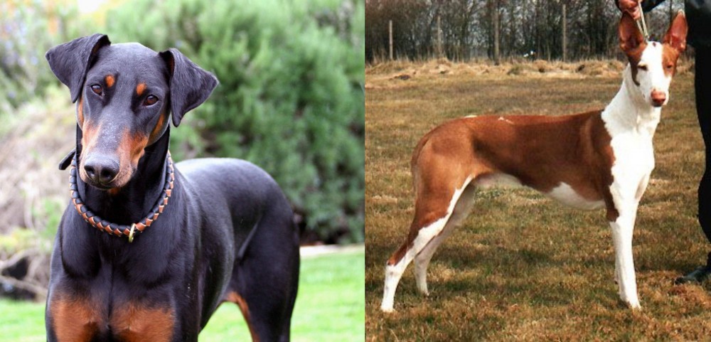 Podenco Canario vs Doberman Pinscher - Breed Comparison