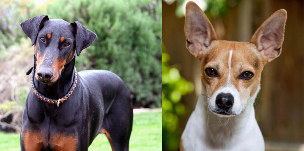 Rat Terrier vs Doberman Pinscher - Breed Comparison