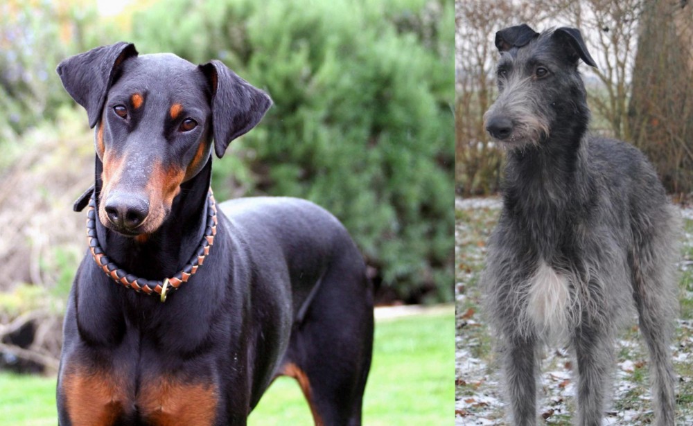 Scottish Deerhound vs Doberman Pinscher - Breed Comparison