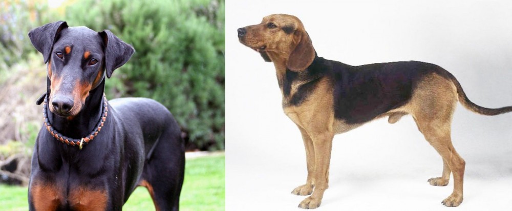 Serbian Hound vs Doberman Pinscher - Breed Comparison