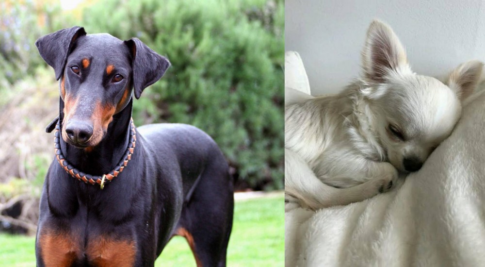 Tea Cup Chihuahua vs Doberman Pinscher - Breed Comparison