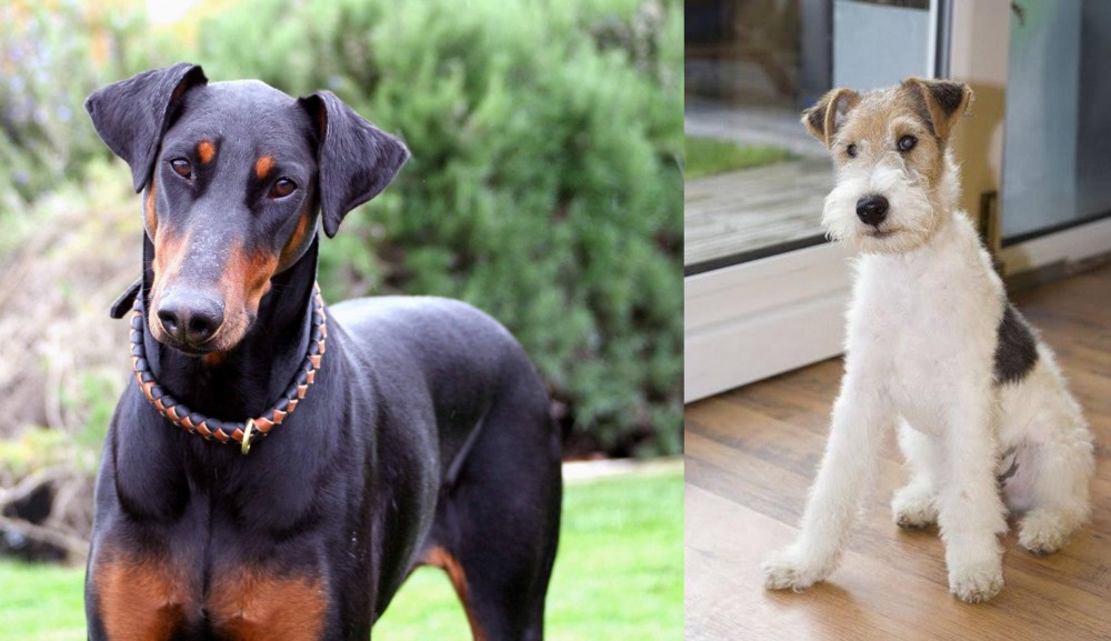 Wire Fox Terrier vs Doberman Pinscher - Breed Comparison