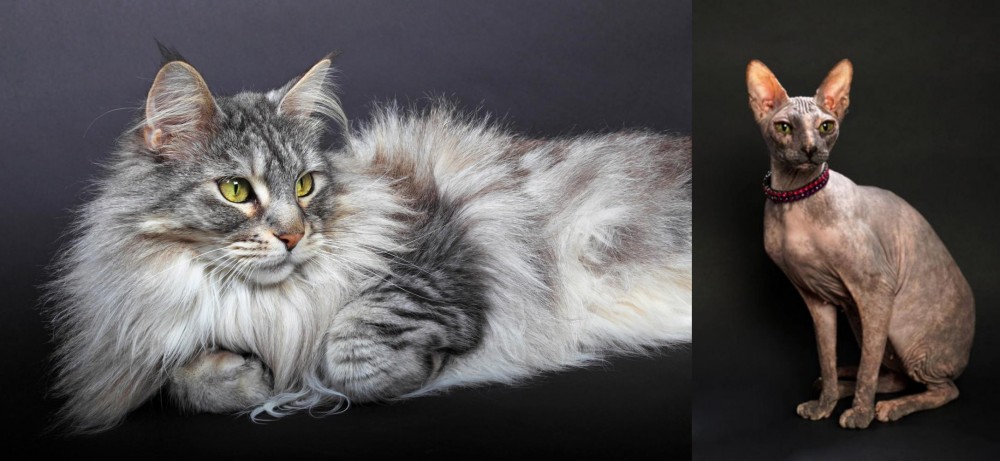 Don Sphynx vs Domestic Longhaired Cat - Breed Comparison