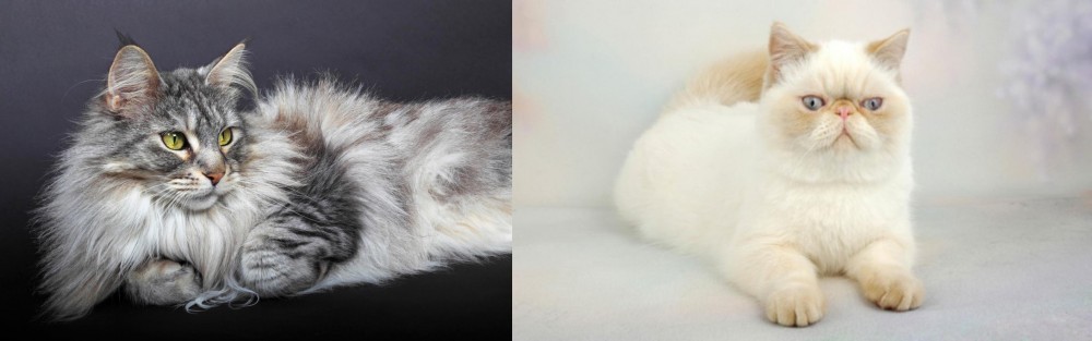 Exotic Shorthair vs Domestic Longhaired Cat - Breed Comparison