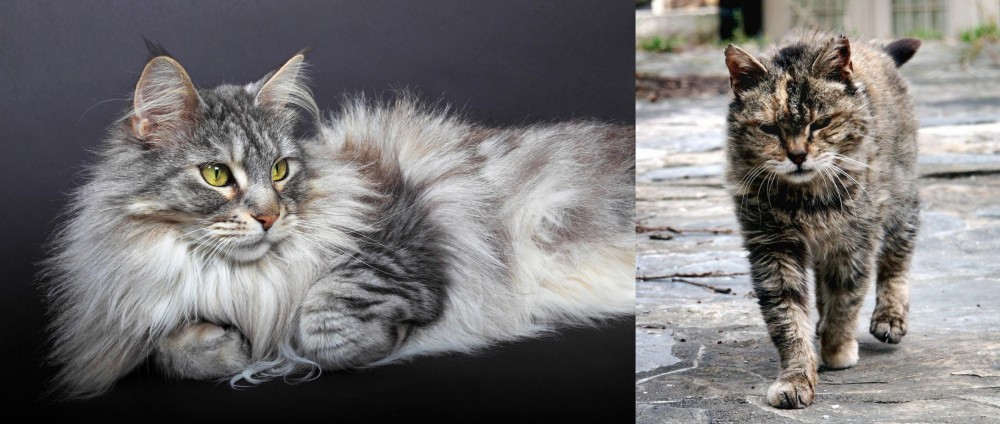 Farm Cat vs Domestic Longhaired Cat - Breed Comparison