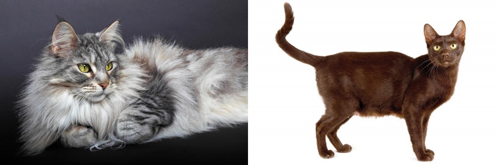 Havana Brown vs Domestic Longhaired Cat - Breed Comparison