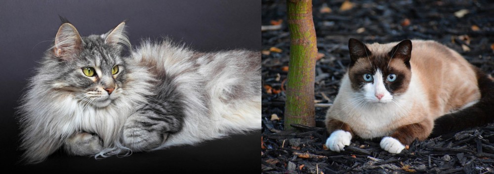 Snowshoe vs Domestic Longhaired Cat - Breed Comparison