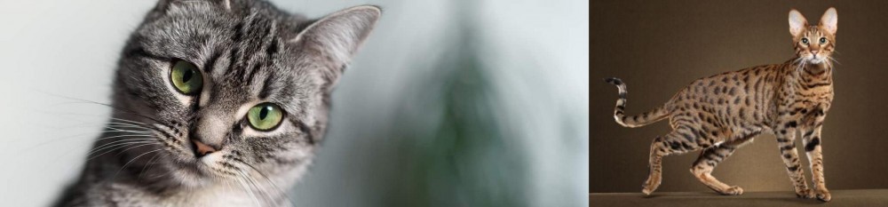 Savannah vs Domestic Shorthaired Cat - Breed Comparison