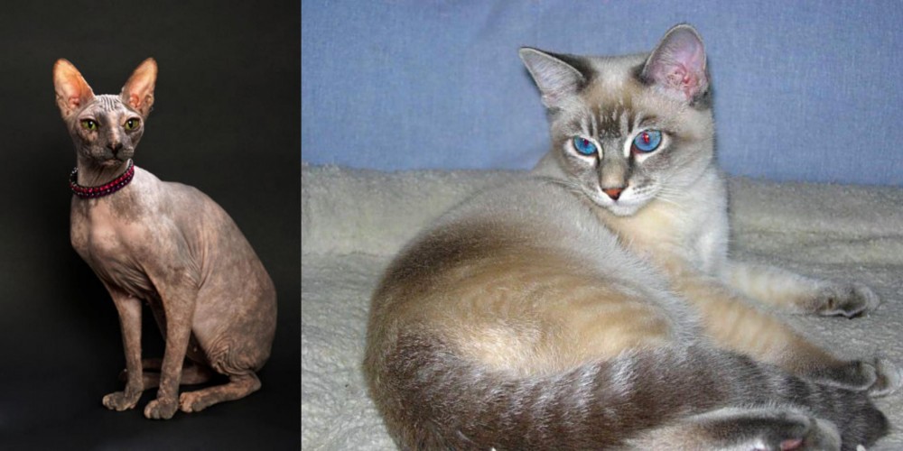 Tiger Cat vs Don Sphynx - Breed Comparison