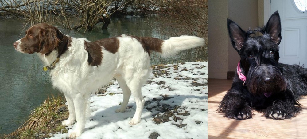 Scottish Terrier vs Drentse Patrijshond - Breed Comparison
