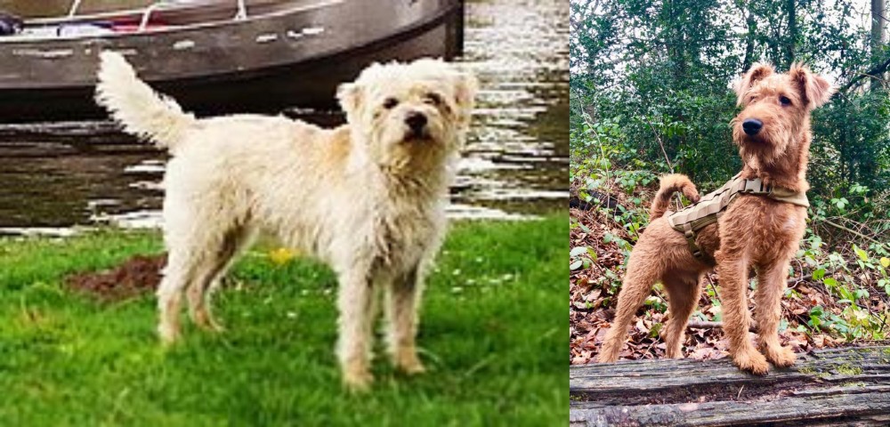 Irish Terrier vs Dutch Smoushond - Breed Comparison