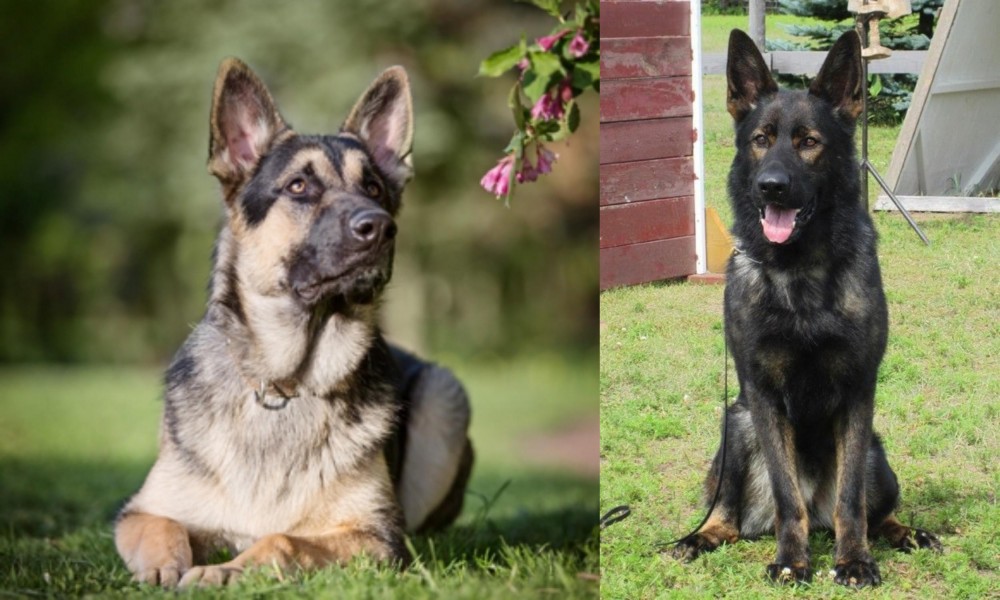 ddr shepherd for sale